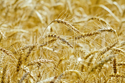 Bread yellow spikes on the field