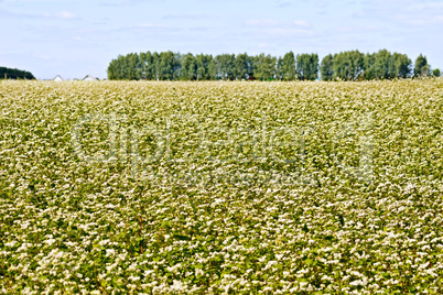 Buckwheat field and trees