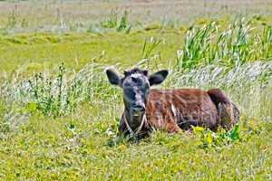 Calf lying on the grass