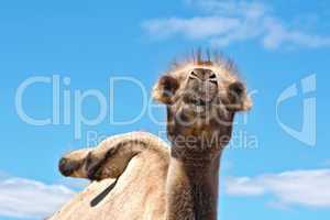 Camel on background of sky