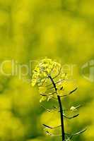 Colza flower on yellow field