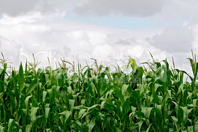 Corn in field on sky background