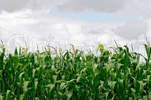 Corn in field on sky background