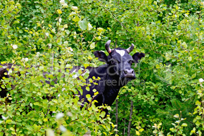 Cow black and white among the leaves