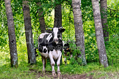 Cow black and white in the forest