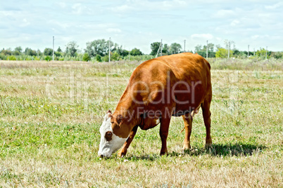 Cow brown and white in the meadow