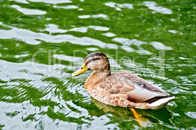 Duck wild on the green water