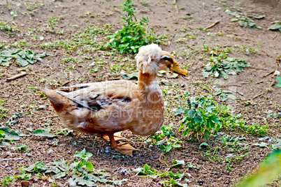 Duck tufted