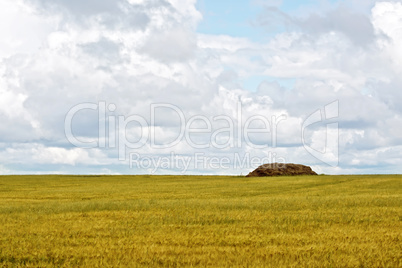 Grain field with haystacks