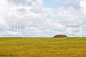 Grain field with haystacks