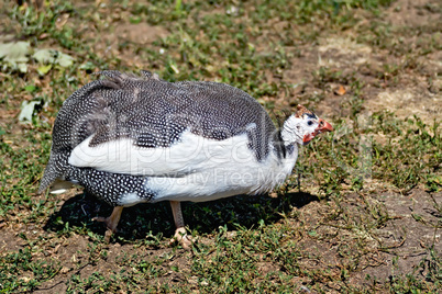 Guinea fowl on the grass