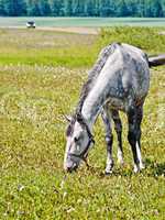 Horse gray grazing in meadow