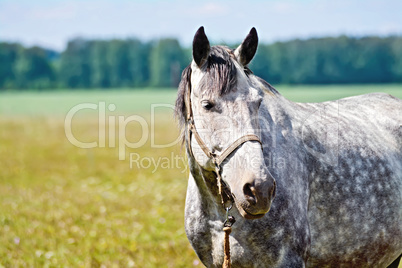 Horse gray in meadow