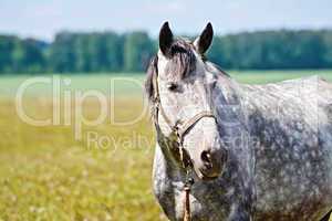 Horse gray in meadow
