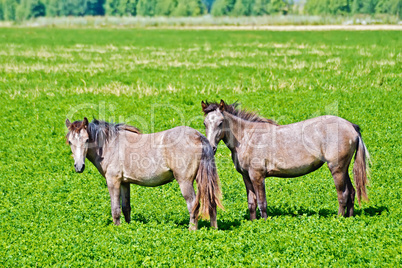Horse small brown