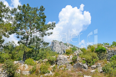 Pine on a mountainside and blue sky