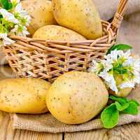 Potatoes yellow with flower and basket on board and sackcloth