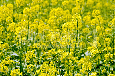 Rapeseed field