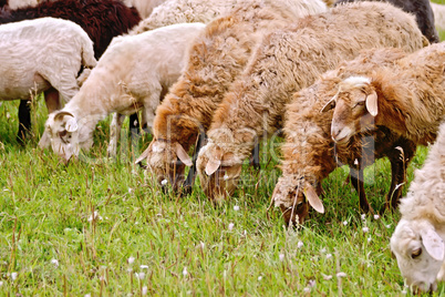 Sheep brown on meadow