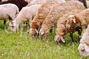 Sheep brown on meadow