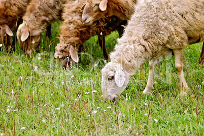 Sheep graze the grass