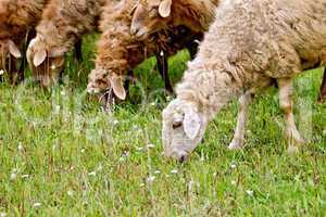 Sheep graze the grass
