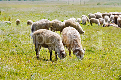 Sheep herd on a meadow
