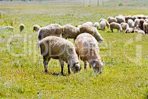 Sheep herd on a meadow
