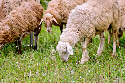 Sheep herd on green meadow