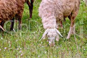Sheep on green meadow