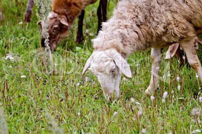 Sheep on meadow