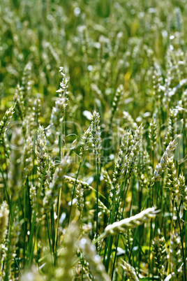 Spikes of green wheat on field