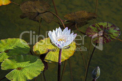 Beautiful photo of white lotus .