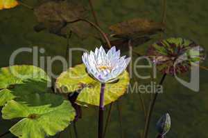 Beautiful photo of white lotus .