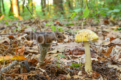 Edible and poisonous mushroom