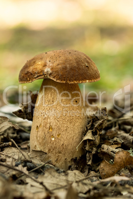 Porcini fungi