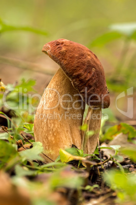 Porcini fungi