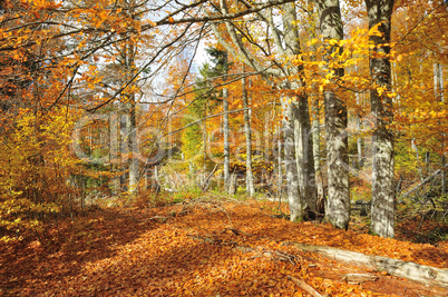 Nationalpark Bayerischer Wald