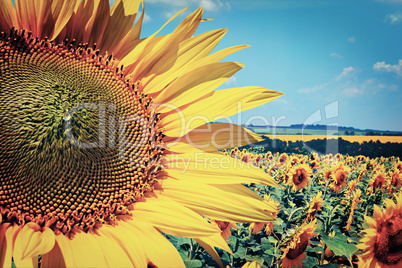 Field with blooming sunflowers, summer landscape