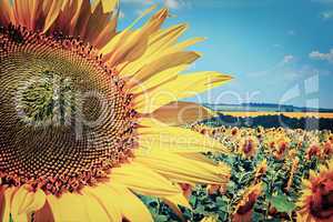 Field with blooming sunflowers, summer landscape