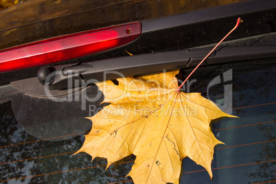 Herbstblatt an einer Autoscheibe