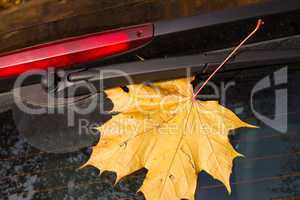 Herbstblatt an einer Autoscheibe