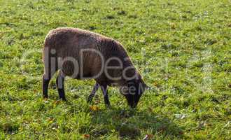 Schaf auf der Weide