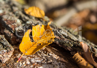 Herbstblatt auf Baumstamm