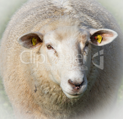 Einzelnes Schaf