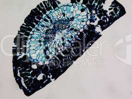 Pine leaf micrograph