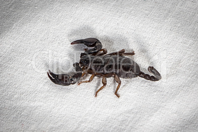 Photo of the scorpion