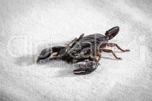 Image of the scorpion