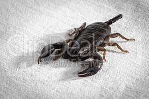 Photo of the alive scorpion