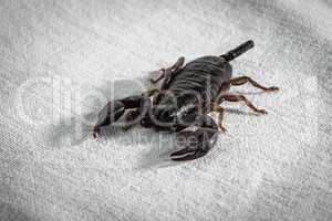 Image of the alive scorpion